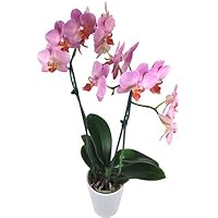 Rosa Orchidee - Zimmerpflanze inklusive Keramik Übertopf!