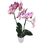 Rosa Orchidee - Zimmerpflanze inklusive Keramik Übertopf!