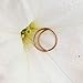 Produktbild Faliya Knorpel Creolen Männer Frauen Nase Ring Helix Septum Lip Tragus Piercing Schmuck, Rotgold