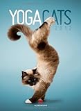 Image de Yoga Cats 2012