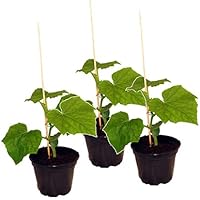 3x Gurkenpflanze Veredelte Midi Schlangengurke, Veredelte Midi-Gurke F1 Sorte