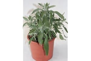 SIN MARCA Salvia (Maceta 13 cm Ø) - Planta viva - Planta aromatica