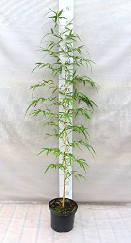 Phyllostachys vivax ‘Aureocaulis’ – Zauberbambus (120+cm – 5 ltr. – 2-5 Triebe) - 2