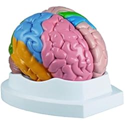 Modelo del cerebro en 5 partes