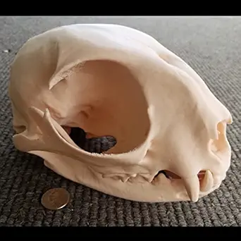 CAT SKULL ANATOMY 3D MODEL FOR STUDY