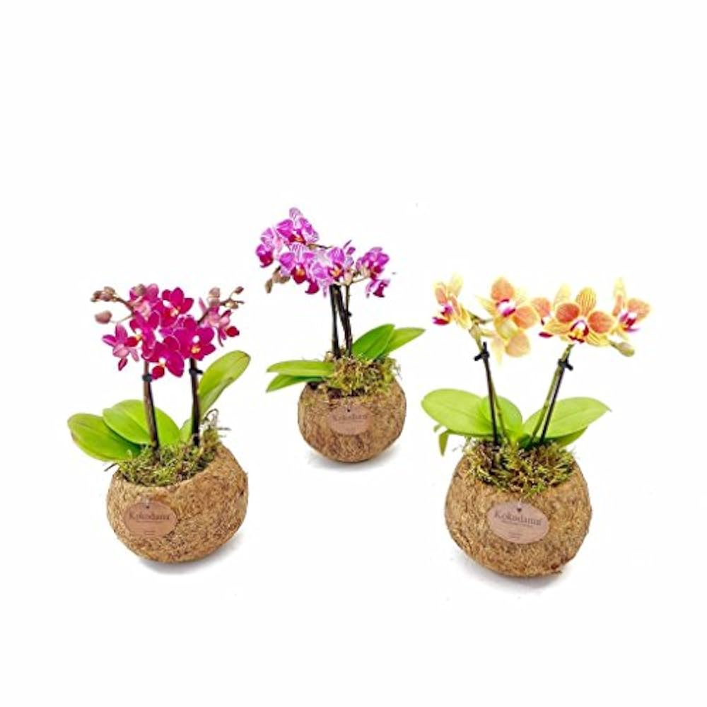 Орхидея Мини Купить