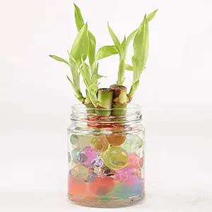 Ferns N Petals 3 Lucky Bamboo Stalks in Glass Jar Vase