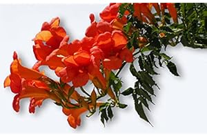 LE GRENIER D'ABONDANCE LES GRAINES QUI DONNENT ENVIE 25 graines Fleurs à semer - Le Grenier d'Abondance - BIGNONE Orange - Campsis Radicans