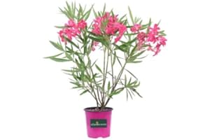 DECOALIVE Arbusto de Adelfa Rosa Natural Nerium Oleander Planta de Exterior