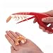 Produktbild fasloyu 2 Stück tragbar schnell bequem Garnelen Schäler Shrimp-Gerät Kreative Küchenwerkzeuge, Plastik, Mehrfarbig, 20 x 9.5 cm