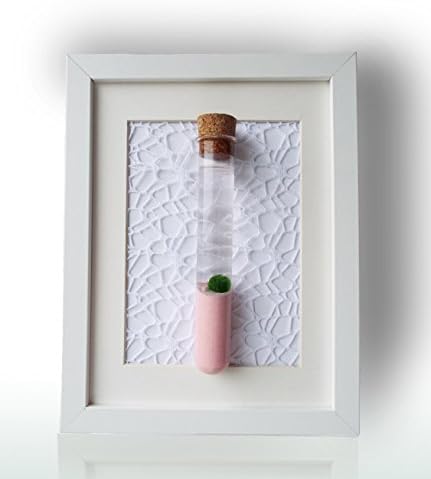 Marimo Moss Ball Nano In Mini Planter With Pink Sand- Japanese RARE Green Live Moss - Terrarium Glass Container Kit With Plants - Aquarium Moss