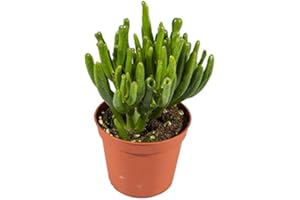 NATURGARDEN Crassula Ovata Horntree Grande Altura 20cm Suculenta Hobbit Jade Planta Natural