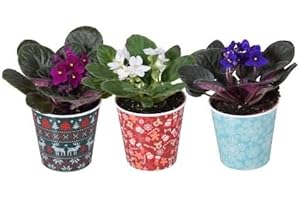 CAMBRIDGE BEE 3 x African Violet Saintpaulia Flowering Indoor Plants Mix Colours in 9cm pots