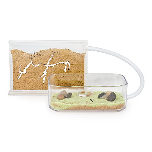AntHouse - Fourmilière Naturelle en Sable - Kit Basic (Sandwich + Caisse de Fourrage) (Fourmis Gratuites)