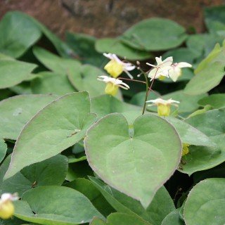 Elfenblume 'Sulphureum' - Epimedium versicolor 'Sulphureum' - Wintergrüner Bodendecker mit graziler Blütenpracht