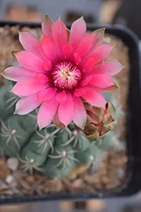 Generic Cactus Plant, Gymnocalycium Baldianum Live Cactus Plant, Flowering Cactus Plant With A Free Plastic Pot