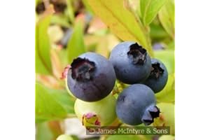 FRUITS OF PERTHSHIRE BLUEBERRY Gold Traube 3L