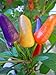 Produktbild Virtue Fresh Aurora Chili Pepper (30 Seeds) - Capsicum annuum