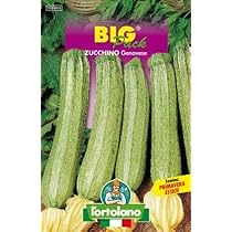 Semi Di Zucchino Genovese Da Fiore - Per Coltivare Fiori Di Zucca In Giardino O Vaso - Foto 7