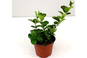 MONDOPIANTE Pianta Carissa Macrocarpa, Vaso 14cm, Altezza 20/25cm