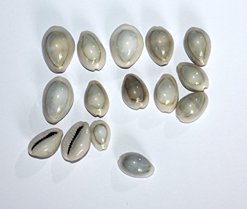 Kaurimuscheln Cypraea annulus Shell beige 15-25 mm. Muscheln beige hell, 50 STÜCK - 3