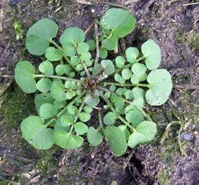 Shelled Warriors Hairy Bittercress 50 seeds- Grow and feed your tortoise