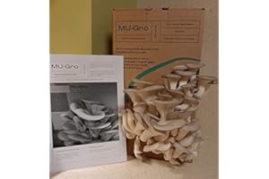 MYCOUMAMI GOURMET MUSHROOMS X-Large Oyster Mushroom Growing Kit from Recycled Coffee Grounds. Perfect Green Grow Gift.