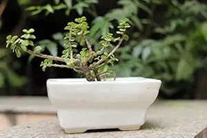 Lyallpur Stores Ceramic Planter Pot Bonsai Shape - Medium (White Color, 6 cm) Plant Not Included