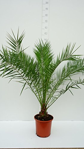 Kanarische Dattelpalme – Phoenix canariensis – verschiedene Größen (140-160cm – Ø 26cm) - 4
