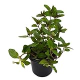 Menta Planta Natural Pequeña Con Maceta - Planta Aromática y Culinaria Sabor Intenso