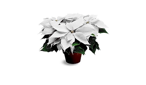 Quanto Costa Una Stella Di Natale.Pianta Natalizia Vera Ornamentale Stella Di Natale Bianca O 17 Cm H 70 Cm Amazon It Giardino E Giardinaggio