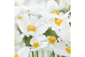 LE GEORGICHE Pianta vera di Anemone sylvestris "Snow White" - Diametro Vaso Ø 14 cm