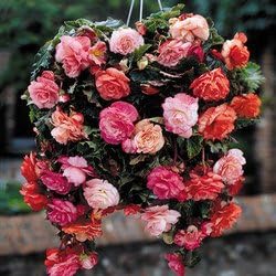 Cottage Garden Bulbs: 10 x Pendula Hanging Basket Begonia Bulbs / Tubers - Mixed Colours - Free UK P &amp; P