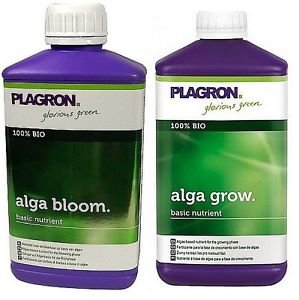  alga bloom 1l