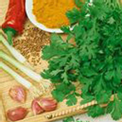 Geoponics 4 Oz Slow Bolt Cilantrogarden Non Gmo Heirloom Organic Microgreens - 