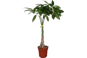 DECOALIVE Planta Natural de Tronco Trenzado Conocida como Pachira Aquatica