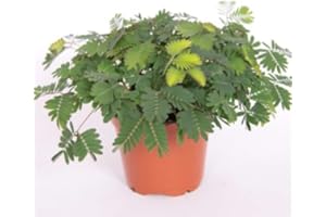 CAMBRIDGE BEE Mimosa pudica - Sensitive Plant or Touch-me-not - Tropical Plant- in a Pot 8 cm Approx 15 cm Tall