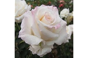 GORGEOUS GARDEN ROSES Anniversary Waltz- 5.5lt Potted Hybrid Tea Garden Rose Bush - Highly Fragrant Cream Blooms with Pink Edging, Repeat Flowering, Great Gift