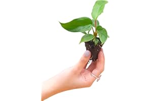 PLNTS - Baby Philodendron Squamiferum - Plantes d'intérieur - Decoration chambre - Accessoires de décoration intérieure - Boutures de 2cm - Hauteur 25cm