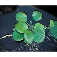 Limnobium laevigatum Froschbiss Aquariumpflanzen - Wasserpflanzen - Schwimmpflanzen (10 Stück)