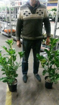 Prunus laurocerasus Rotundifolia 70 cm Rundblättriger Kirschlorbeer - 2