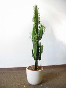 [Palmenlager] - Euphorbia Accuriensis 85 cm