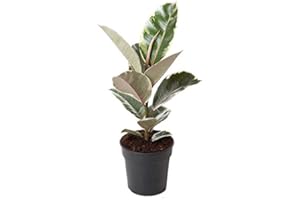 Ficus Elastica Tineke - White Colourful Rubber Tree 50-60 cm - Easy Care Indoor Plant with Air Purifying Effect - Decorative Plant for Living Room, Office & Urban Jungle - Trendy Green Plant in Pot