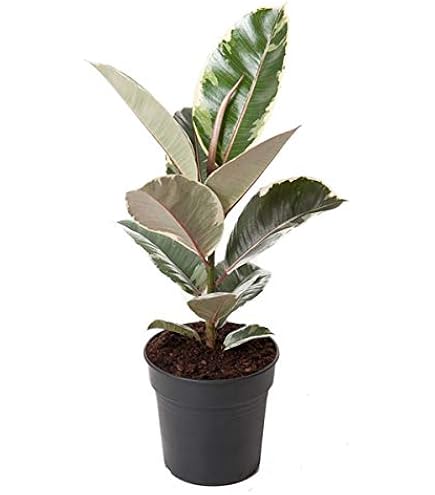 monstera deliciosa large Monstera Deliciosa Large Form – Plant Studio LLC