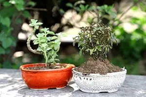 Lyallpur Stores Ceramic Planter Pot (Set of 2) Oval Shape, Medium (White & Red Color, 5.5 cm) Plant Not Included