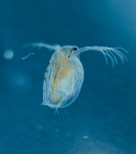 4 Liter Zuchtansatz Lebende Wasserflöhe / Daphnia pulex - 2