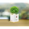 OBRAWAL Marble Tulsi Pot | Tulsi Planter | Gardening Tulsi Planter | White Marble - 8" - 8x7.5x7.5 inch, Approx. [HxLxW]
