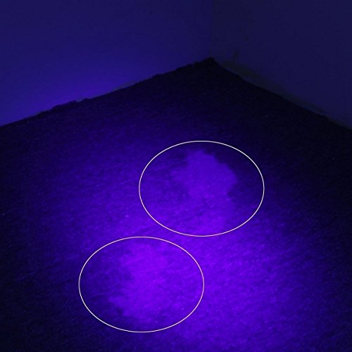 OxyLED UV Schwarzlicht,UV Taschenlampe,51 LED UV Fackel Schwarzlicht Haustier Urin-Detektor,für Hunde,Katzen. eingetrocknete Urin– Flecken auf Teppichen, Flecken und Krabbeltier insZimmer und Bett, falsche Banknote - 5