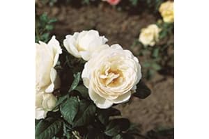 Uetersener Klosterrose®, rosa in vaso di Rose Barni®, pianta di rosa rampicante rifiorente, altezza raggiunta fino a 3,5 metri, grandi fiori a coppa di colore bianco crema, profumati, Cod. 16087