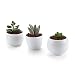 Produktbild T4U 6.5/7/7CM Runde Modern Weiß Sammlung No.31 Keramik Sukkulenten Töpfe Kaktus Pflanze Töpfe Mini Blumentöpfe 3 Stücke Set